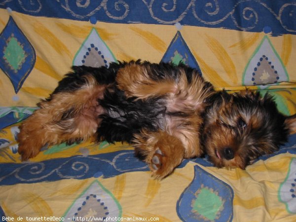 Photo de Yorkshire terrier