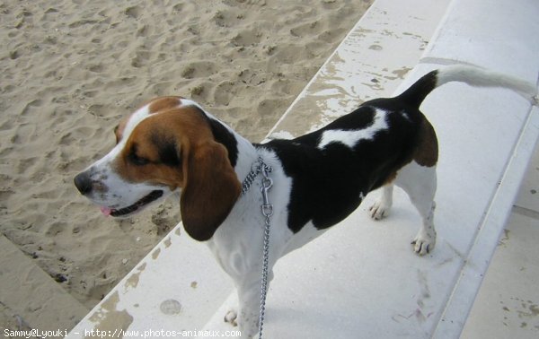 Photo de Beagle