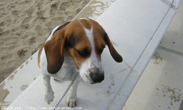 Photo de Beagle