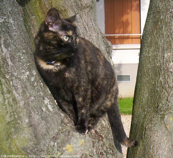 Photo de Chat domestique