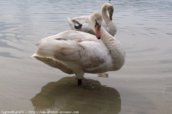 Photo de Cygne