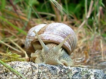 Photo d'Escargot