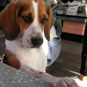 Photo de Beagle