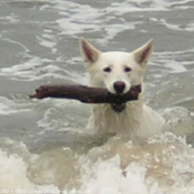 Photo de Berger blanc suisse