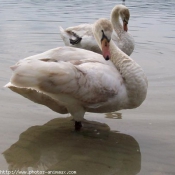 Photo de Cygne