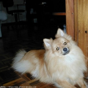 Photo de Spitz moyen