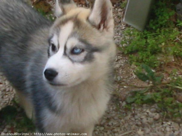 Photo de Husky siberien