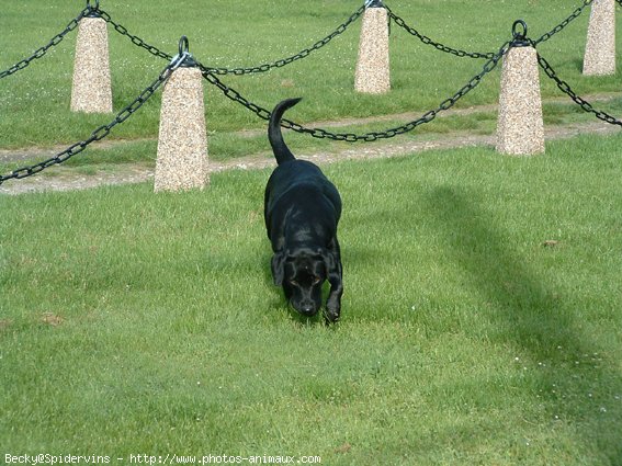 Photo de Labrador retriever