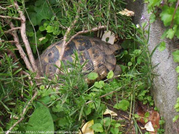 Photo de Tortue