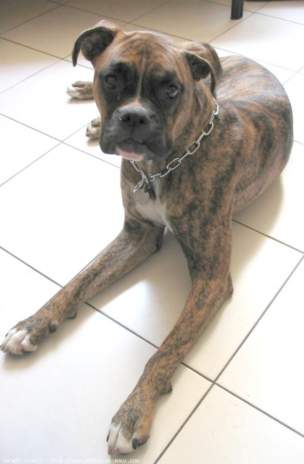 Photo de Boxer