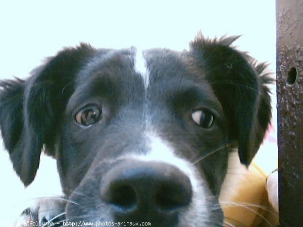 Photo de Border collie