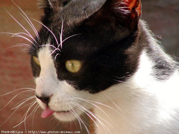 Photo de Chat domestique