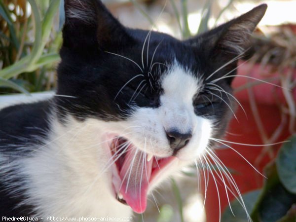 Photo de Chat domestique