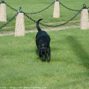 Photo de Labrador retriever