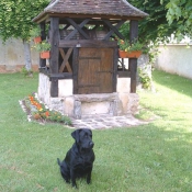 Photo de Labrador retriever