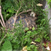 Photo de Tortue