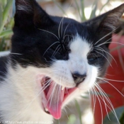 Photo de Chat domestique