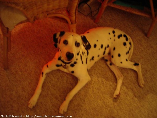 Photo de Dalmatien