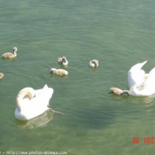 Photo de Cygne