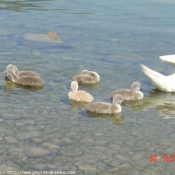 Photo de Cygne