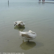 Photo de Cygne