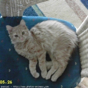 Photo d'Angora turc