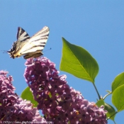 Photo de Papillon