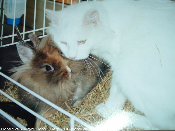 Photo d'Angora turc