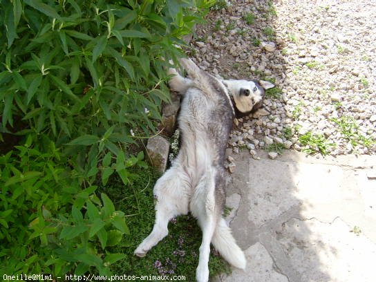 Photo de Husky siberien