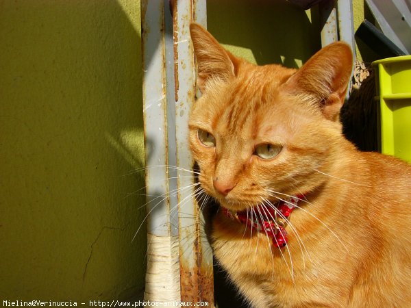 Photo de Chat domestique