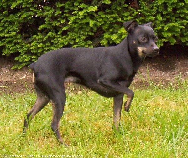 Photo de Pinscher nain