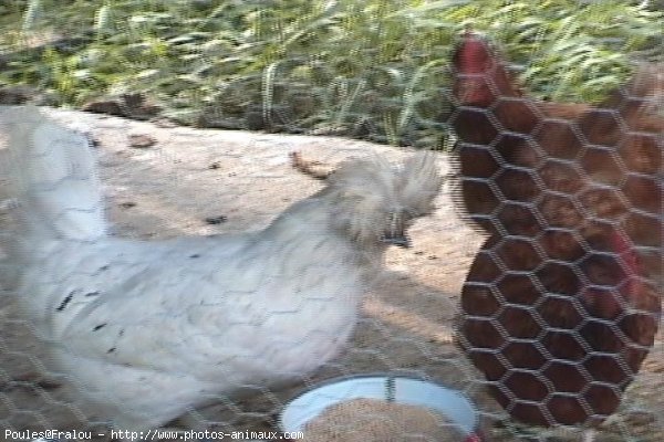 Photo de Poule