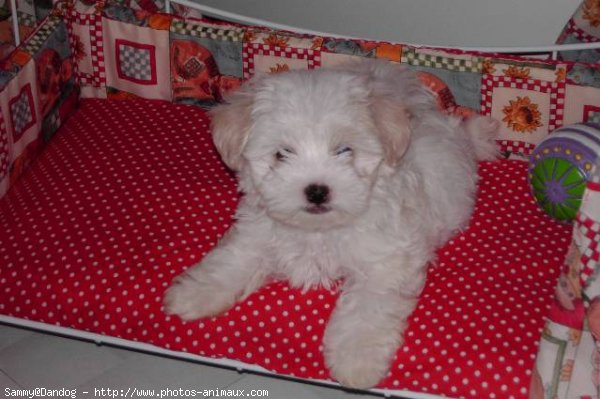 Photo de Bichon maltais