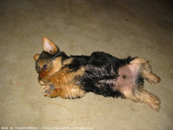 Photo de Yorkshire terrier