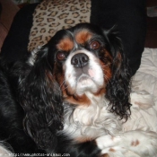 Photo de Cavalier king charles spaniel