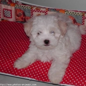 Photo de Bichon maltais