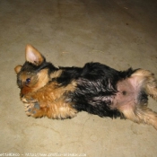 Photo de Yorkshire terrier