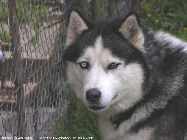 Photo de Husky siberien