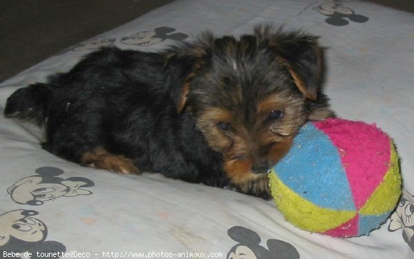 Photo de Yorkshire terrier