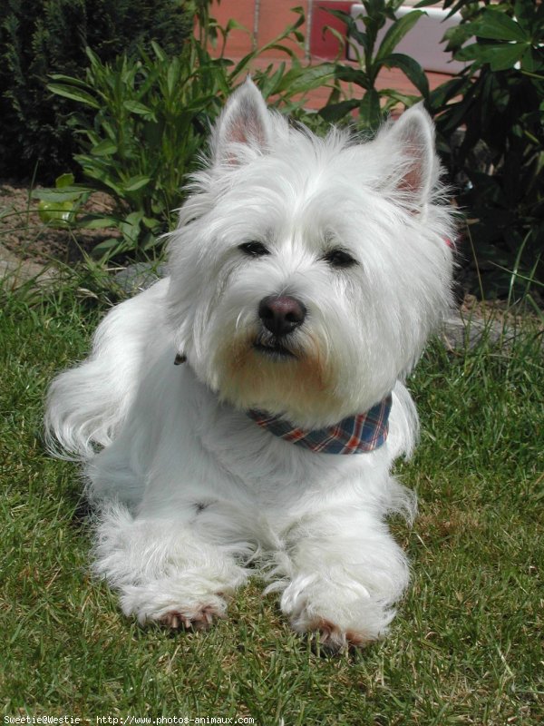 Photo de West highland white terrier