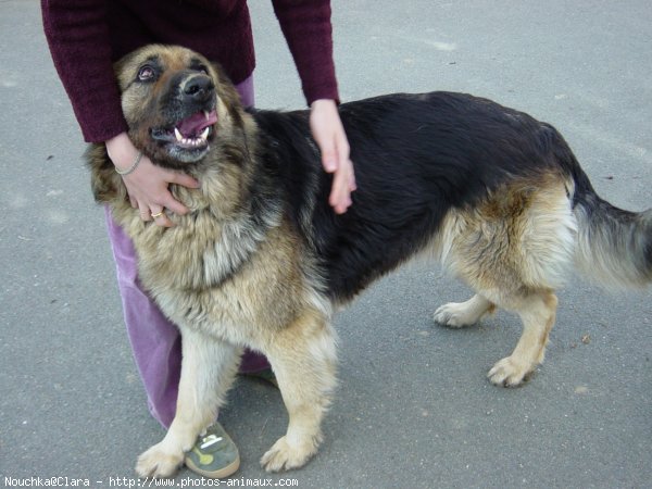 Photo de Berger allemand  poil court