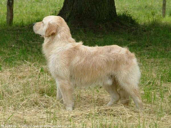 Photo de Golden retriever