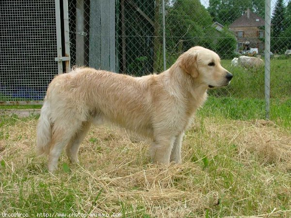 Photo de Golden retriever