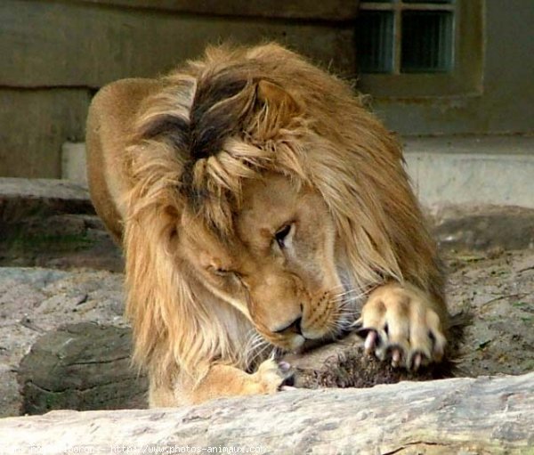 Photo de Lion