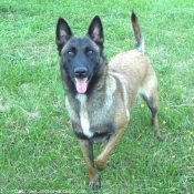 Photo de Berger belge malinois