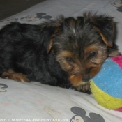 Photo de Yorkshire terrier