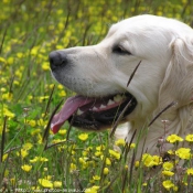 Photo de Golden retriever