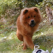 Photo de Chow chow