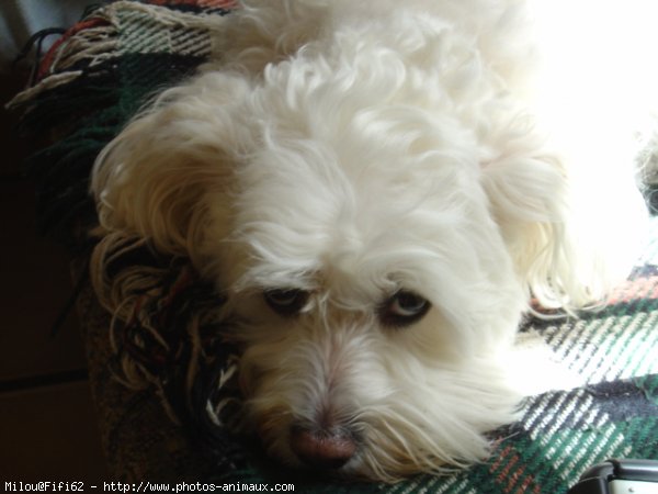 Photo de Bichon maltais