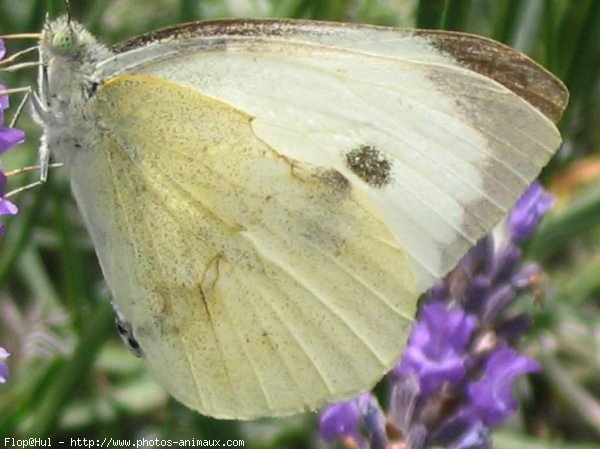 Photo de Papillon